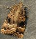 2297 (73.062)<br>Copper Underwing